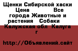 Щенки Сибирской хаски › Цена ­ 18 000 - Все города Животные и растения » Собаки   . Калужская обл.,Калуга г.